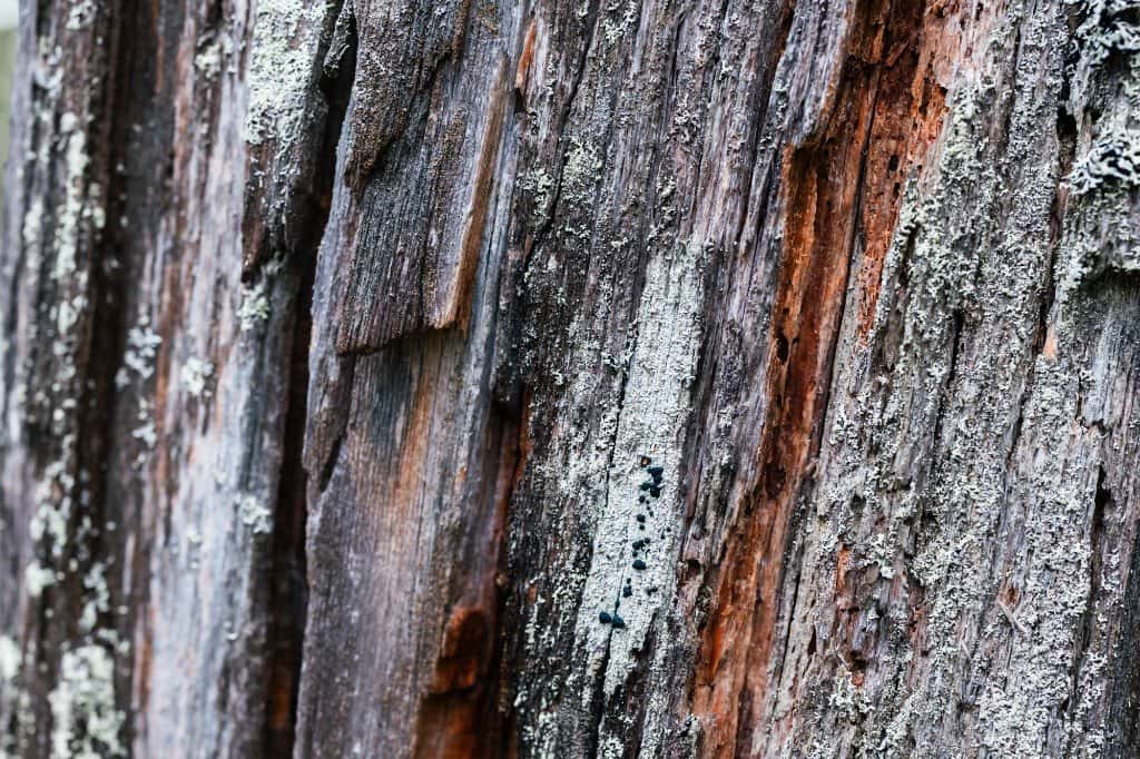 Weathered old pine bark in the northern forest